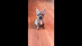 FUNNY DOGS 2