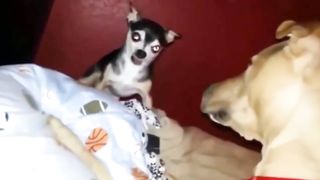 Jokes about animals are the funniest,