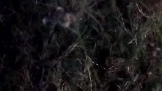 animal lovers 12