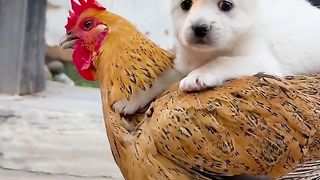 Pet 19