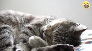 funny animals 62