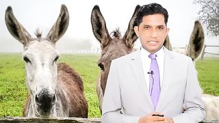 گدھوں کے شارٹ ہونے کی وجہ سامنے آگئی