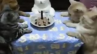 cat birthday party