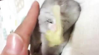 hamster sleeping together