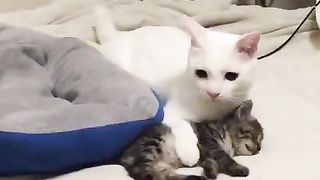 Mother cat watching over her kittens