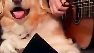 dogs playing together