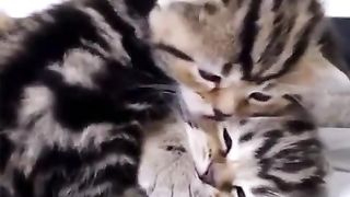 friendly kitten brothers
