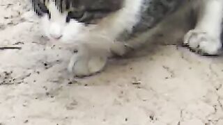 Cute cat 82