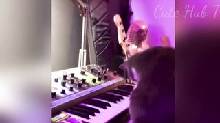 Funny Cat Videos Funny animals Video part2