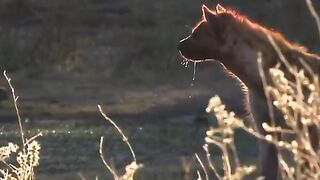 AFRICA DEADLY LIFE
