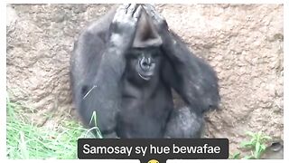 Funny Monkey Viral Video 14