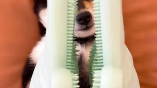 小狗清洁时间2.0，沉浸式小狗全身spa（带好耳机）#柴犬 #多巴胺 #豆柴 #抖音 #柴犬可
