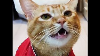 Oyen nyanyi dah pake baju guys