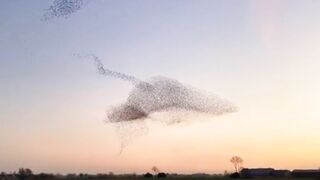 Beautiful Starlings |  Most Beautiful Nature | Amazing View | #nature #febspot