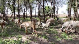 Animals Planet. The life of animals
