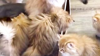 Beautiful Cat | Beautiful Family | Beautiful Video | Beautiful Nature