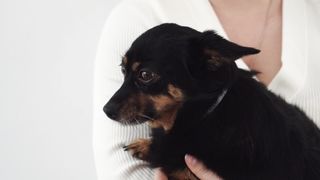 "The Cutest Puppy Moments"