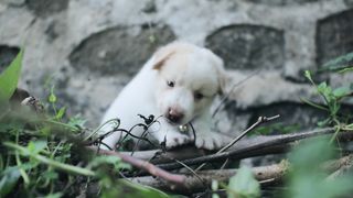 "A Day in the Life of Adorable Puppies"