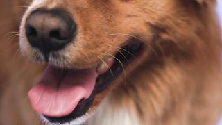 "Puppy Madness: Playtime, Cuddles, and Adventures"