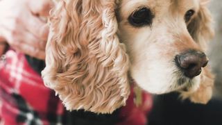 "Meeting Our Little Four-Legged Companions"