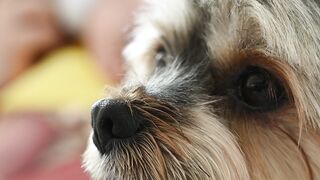 "Top 10 Cutest Puppies of All Time"