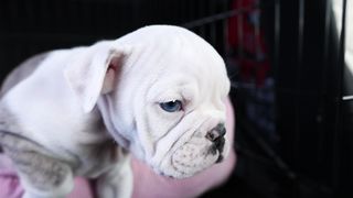 "Laughing Out Loud with Puppies: They're the Best"