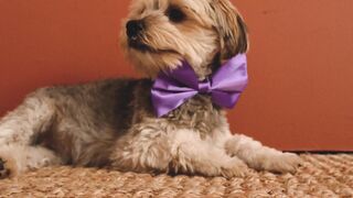 "Puppy Perfection: Heartwarming Moments"