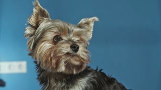 "Charming Canines: A Puppy Adventure"