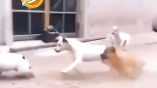 Funny animal video 18