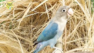 Full Information About Lovebirds