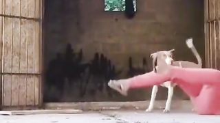 Funny animal video 19