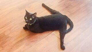 Who says black cats aren't cute ???? FUNNIEST Cat Videos 2023