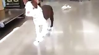 dog wearing sneakers