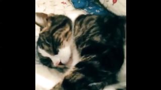 The owner who woke up the cat