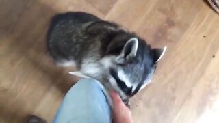 smart and kind raccoon