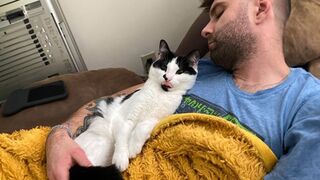 Cats who break the "Cold and Aloof" stereotype with their affectionate action