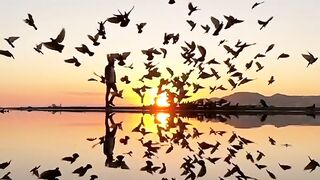 birds that fly when people pass by
