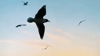 birds flying on the beach in the afternoon