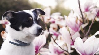 "Compilations de Moments Adorables : Nos Amis à Quatre Pattes en Action"