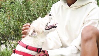 "Cute Canine Chronicles: Our Four-Legged Friends in Action"