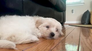 "Tail-Wagging Wonders: Dogs in the Spotlight"