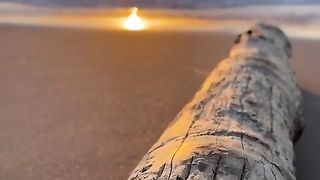 a piece of tree trunk on the beach