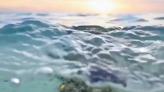 a baby turtle who wanders alone