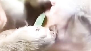 Funny Monkey Viral Video 15