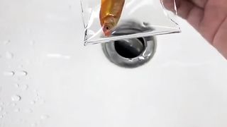 How to live a Stuff Trout