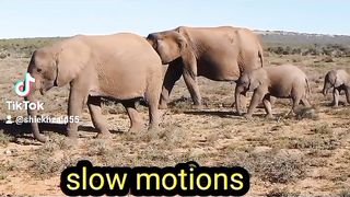 Elephant ???? going on slow motion/