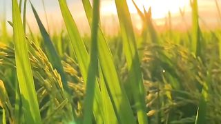 such beautiful rice plants