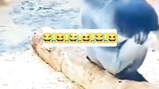 Funny Monkey Viral Video 16