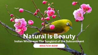 Indian White-eye: The Songbird of the Subcontinent