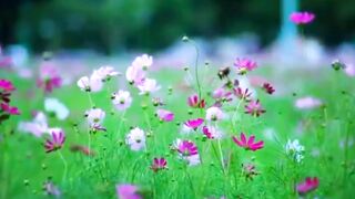Beautiful View | Amazing View | Relaxing Video | Hd Video | Calming | febspotvideo